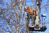 Закончены работы по обследованию аварийных деревьев в городе Иркутске